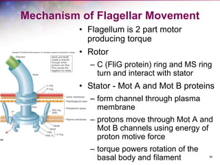 90
Mechanism of Flagellar Movement
• Flagellum is 2 part motor
producing torque
• Rotor
– C (FliG protein) ring and MS ring
turn and interact with stator
• Stator - Mot A and Mot B proteins
– form channel through plasma
membrane
– protons move through Mot A and
Mot B channels using energy of
proton motive force
– torque powers rotation of the
basal body and filament
 
