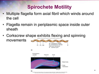 91
Spirochete Motility
• Multiple flagella form axial fibril which winds around
the cell
• Flagella remain in periplasmic space inside outer
sheath
• Corkscrew shape exhibits flexing and spinning
movements
 