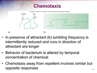 95
Chemotaxis
• In presence of attractant (b) tumbling frequency is
intermittently reduced and runs in direction of
attractant are longer
• Behavior of bacterium is altered by temporal
concentration of chemical
• Chemotaxis away from repellent involves similar but
opposite responses
 