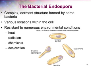 97
The Bacterial Endospore
• Complex, dormant structure formed by some
bacteria
• Various locations within the cell
• Resistant to numerous environmental conditions
– heat
– radiation
– chemicals
– desiccation
 