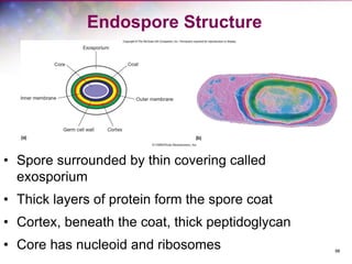 98
Endospore Structure
• Spore surrounded by thin covering called
exosporium
• Thick layers of protein form the spore coat
• Cortex, beneath the coat, thick peptidoglycan
• Core has nucleoid and ribosomes
 