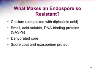 99
What Makes an Endospore so
Resistant?
• Calcium (complexed with dipicolinic acid)
• Small, acid-soluble, DNA-binding proteins
(SASPs)
• Dehydrated core
• Spore coat and exosporium protect
 