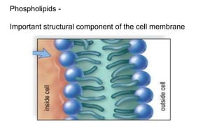 Phospholipids -
Important structural component of the cell membrane
 