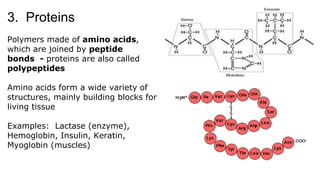 3. Proteins
Polymers made of amino acids,
which are joined by peptide
bonds - proteins are also called
polypeptides
Amino acids form a wide variety of
structures, mainly building blocks for
living tissue
Examples: Lactase (enzyme),
Hemoglobin, Insulin, Keratin,
Myoglobin (muscles)
 