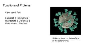 Also used for:
Support | Enzymes |
Transport | Defense |
Hormones | Motion
Functions of Proteins
Spike proteins on the surface
of the coronavirus
 