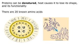 Proteins can be denatured, heat causes it to lose its shape,
and its functionality
There are 20 known amino acids
 