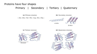 Proteins have four shapes
Primary | Secondary | Tertiary | Quaternary
 