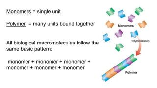 Monomers = single unit
Polymer = many units bound together
All biological macromolecules follow the
same basic pattern:
monomer + monomer + monomer +
monomer + monomer + monomer
 