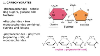 1. CARBOHYDRATES
-monosaccharides - simple
ring sugars, glucose and
fructose
-disaccharides - two
monosaccharides combined,
sucrose and lactose
-polysaccharides - polymers
(repeating units) of
monosaccharides
 