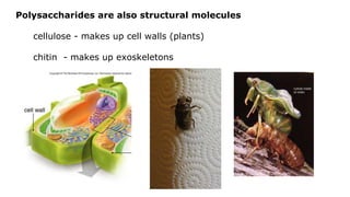 Polysaccharides are also structural molecules
cellulose - makes up cell walls (plants)
chitin - makes up exoskeletons
 