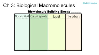 Ch 3: Biological Macromolecules
Student Handout
 