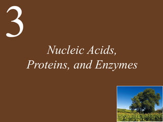 Nucleic Acids,
Proteins, and Enzymes
3
 