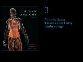 © 2012 Pearson Education, Inc. 
3 
Foundations: 
Tissues and Early 
Embryology 
PowerPoint® Lecture Presentations prepared by 
Steven Bassett 
Southeast Community College 
Lincoln, Nebraska 
 
