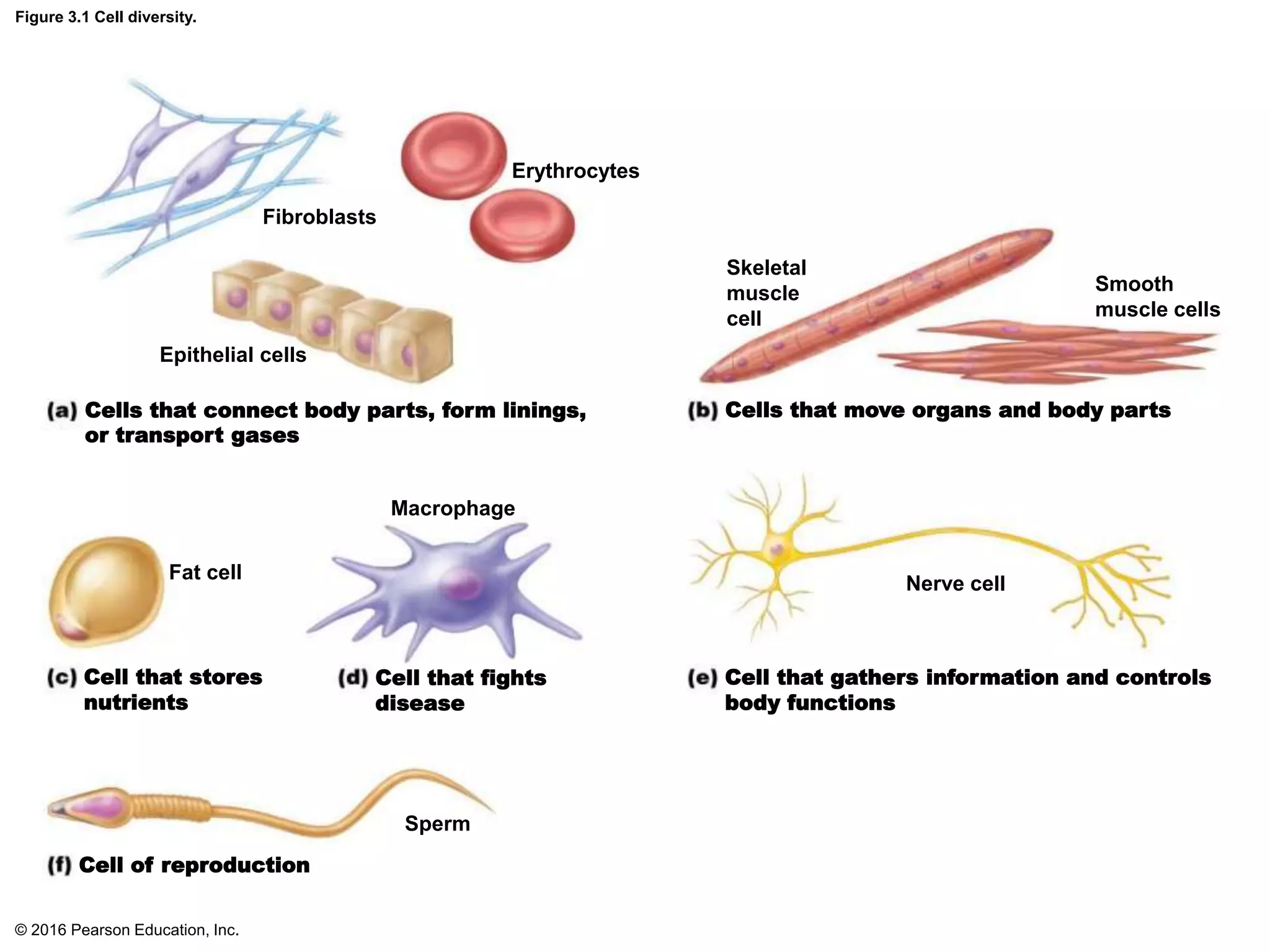 Ch 03 lecture_presentation_a | PPTX