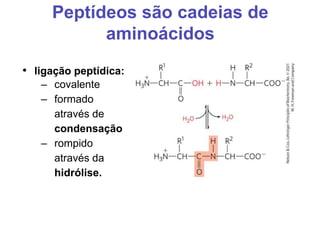 Peptídeos são cadeias de
aminoácidos
• ligação peptídica:
– covalente
– formado
através de
condensação
– rompido
através da
hidrólise.
 
