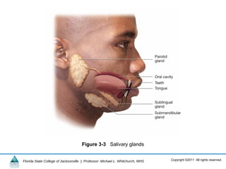 Copyright ©2011 All rights reserved.Florida State College of Jacksonville | Professor: Michael L. Whitchurch, MHS
Figure 3-3 Salivary glands
 