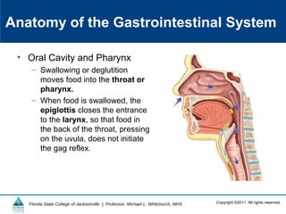 Copyright ©2011 All rights reserved.Florida State College of Jacksonville | Professor: Michael L. Whitchurch, MHS
Anatomy of the Gastrointestinal System
• Oral Cavity and Pharynx
– Swallowing or deglutition
moves food into the throat or
pharynx.
– When food is swallowed, the
epiglottis closes the entrance
to the larynx, so that food in
the back of the throat, pressing
on the uvula, does not initiate
the gag reflex.
 