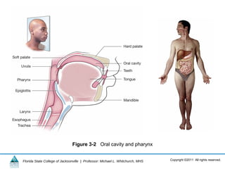 Copyright ©2011 All rights reserved.Florida State College of Jacksonville | Professor: Michael L. Whitchurch, MHS
Figure 3-2 Oral cavity and pharynx
 
