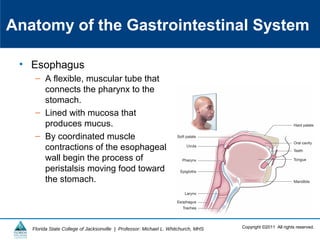Copyright ©2011 All rights reserved.Florida State College of Jacksonville | Professor: Michael L. Whitchurch, MHS
Anatomy of the Gastrointestinal System
• Esophagus
– A flexible, muscular tube that
connects the pharynx to the
stomach.
– Lined with mucosa that
produces mucus.
– By coordinated muscle
contractions of the esophageal
wall begin the process of
peristalsis moving food toward
the stomach.
 