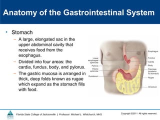 Copyright ©2011 All rights reserved.Florida State College of Jacksonville | Professor: Michael L. Whitchurch, MHS
Anatomy of the Gastrointestinal System
• Stomach
– A large, elongated sac in the
upper abdominal cavity that
receives food from the
esophagus.
– Divided into four areas: the
cardia, fundus, body, and pylorus.
– The gastric mucosa is arranged in
thick, deep folds known as rugae
which expand as the stomach fills
with food.
 