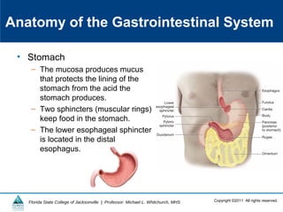 Copyright ©2011 All rights reserved.Florida State College of Jacksonville | Professor: Michael L. Whitchurch, MHS
Anatomy of the Gastrointestinal System
• Stomach
– The mucosa produces mucus
that protects the lining of the
stomach from the acid the
stomach produces.
– Two sphincters (muscular rings)
keep food in the stomach.
– The lower esophageal sphincter
is located in the distal
esophagus.
 