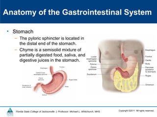 Copyright ©2011 All rights reserved.Florida State College of Jacksonville | Professor: Michael L. Whitchurch, MHS
Anatomy of the Gastrointestinal System
• Stomach
– The pyloric sphincter is located in
the distal end of the stomach.
– Chyme is a semisolid mixture of
partially digested food, saliva, and
digestive juices in the stomach.
 