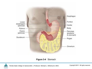 Copyright ©2011 All rights reserved.Florida State College of Jacksonville | Professor: Michael L. Whitchurch, MHS
Figure 3-4 Stomach
 