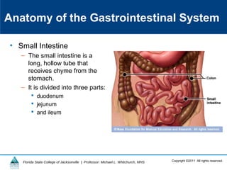 Copyright ©2011 All rights reserved.Florida State College of Jacksonville | Professor: Michael L. Whitchurch, MHS
Anatomy of the Gastrointestinal System
• Small Intestine
– The small intestine is a
long, hollow tube that
receives chyme from the
stomach.
– It is divided into three parts:
 duodenum
 jejunum
 and ileum
 