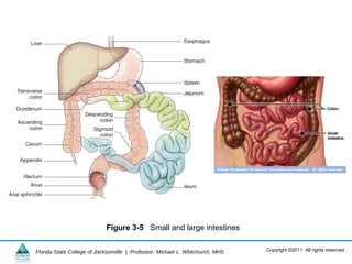 Copyright ©2011 All rights reserved.Florida State College of Jacksonville | Professor: Michael L. Whitchurch, MHS
Figure 3-5 Small and large intestines
 