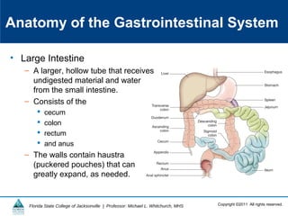 Copyright ©2011 All rights reserved.Florida State College of Jacksonville | Professor: Michael L. Whitchurch, MHS
Anatomy of the Gastrointestinal System
• Large Intestine
– A larger, hollow tube that receives
undigested material and water
from the small intestine.
– Consists of the
 cecum
 colon
 rectum
 and anus
– The walls contain haustra
(puckered pouches) that can
greatly expand, as needed.
 