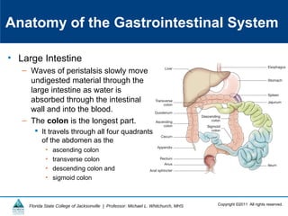 Copyright ©2011 All rights reserved.Florida State College of Jacksonville | Professor: Michael L. Whitchurch, MHS
Anatomy of the Gastrointestinal System
• Large Intestine
– Waves of peristalsis slowly move
undigested material through the
large intestine as water is
absorbed through the intestinal
wall and into the blood.
– The colon is the longest part.
 It travels through all four quadrants
of the abdomen as the
• ascending colon
• transverse colon
• descending colon and
• sigmoid colon
 