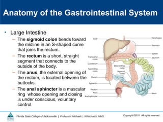 Copyright ©2011 All rights reserved.Florida State College of Jacksonville | Professor: Michael L. Whitchurch, MHS
Anatomy of the Gastrointestinal System
• Large Intestine
– The sigmoid colon bends toward
the midline in an S-shaped curve
that joins the rectum.
– The rectum is a short, straight
segment that connects to the
outside of the body.
– The anus, the external opening of
the rectum, is located between the
buttocks.
– The anal sphincter is a muscular
ring whose opening and closing
is under conscious, voluntary
control.
 
