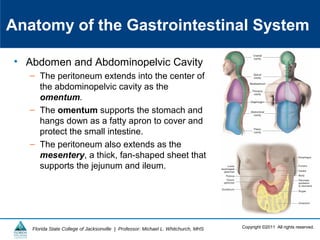 Copyright ©2011 All rights reserved.Florida State College of Jacksonville | Professor: Michael L. Whitchurch, MHS
Anatomy of the Gastrointestinal System
• Abdomen and Abdominopelvic Cavity
– The peritoneum extends into the center of
the abdominopelvic cavity as the
omentum.
– The omentum supports the stomach and
hangs down as a fatty apron to cover and
protect the small intestine.
– The peritoneum also extends as the
mesentery, a thick, fan-shaped sheet that
supports the jejunum and ileum.
 