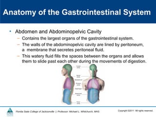 Copyright ©2011 All rights reserved.Florida State College of Jacksonville | Professor: Michael L. Whitchurch, MHS
Anatomy of the Gastrointestinal System
• Abdomen and Abdominopelvic Cavity
– Contains the largest organs of the gastrointestinal system.
– The walls of the abdominopelvic cavity are lined by peritoneum,
a membrane that secretes peritoneal fluid.
– This watery fluid fills the spaces between the organs and allows
them to slide past each other during the movements of digestion.
 