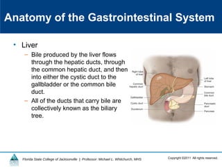 Copyright ©2011 All rights reserved.Florida State College of Jacksonville | Professor: Michael L. Whitchurch, MHS
Anatomy of the Gastrointestinal System
• Liver
– Bile produced by the liver flows
through the hepatic ducts, through
the common hepatic duct, and then
into either the cystic duct to the
gallbladder or the common bile
duct.
– All of the ducts that carry bile are
collectively known as the biliary
tree.
 