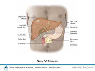 Copyright ©2011 All rights reserved.Florida State College of Jacksonville | Professor: Michael L. Whitchurch, MHS
Figure 3-6 Biliary tree
 