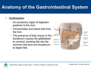 Copyright ©2011 All rights reserved.Florida State College of Jacksonville | Professor: Michael L. Whitchurch, MHS
Anatomy of the Gastrointestinal System
• Gallbladder
– An accessory organ of digestion
posterior to the liver.
– Concentrates and stores bile from
the liver.
– The presence of fatty chyme in the
duodenum causes the gallbladder
to contract, sending bile into the
common bile duct and duodenum
to digest fats.
 