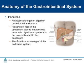 Copyright ©2011 All rights reserved.Florida State College of Jacksonville | Professor: Michael L. Whitchurch, MHS
Anatomy of the Gastrointestinal System
• Pancreas
– An accessory organ of digestion
posterior to the stomach.
– Presence of food in the
duodenum causes the pancreas
to secrete digestive enzymes into
the pancreatic duct to the
duodenum.
– Also functions as an organ of the
endocrine system.
 