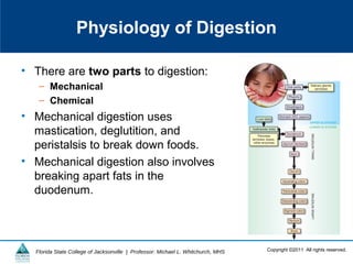 Copyright ©2011 All rights reserved.Florida State College of Jacksonville | Professor: Michael L. Whitchurch, MHS
Physiology of Digestion
• There are two parts to digestion:
– Mechanical
– Chemical
• Mechanical digestion uses
mastication, deglutition, and
peristalsis to break down foods.
• Mechanical digestion also involves
breaking apart fats in the
duodenum.
 