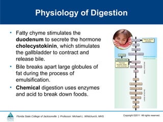 Copyright ©2011 All rights reserved.Florida State College of Jacksonville | Professor: Michael L. Whitchurch, MHS
Physiology of Digestion
• Fatty chyme stimulates the
duodenum to secrete the hormone
cholecystokinin, which stimulates
the gallbladder to contract and
release bile.
• Bile breaks apart large globules of
fat during the process of
emulsification.
• Chemical digestion uses enzymes
and acid to break down foods.
 