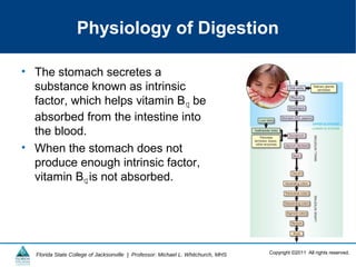 Copyright ©2011 All rights reserved.Florida State College of Jacksonville | Professor: Michael L. Whitchurch, MHS
Physiology of Digestion
• The stomach secretes a
substance known as intrinsic
factor, which helps vitamin B12 be
absorbed from the intestine into
the blood.
• When the stomach does not
produce enough intrinsic factor,
vitamin B12 is not absorbed.
 
