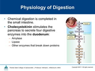 Copyright ©2011 All rights reserved.Florida State College of Jacksonville | Professor: Michael L. Whitchurch, MHS
• Chemical digestion is completed in
the small intestine.
• Cholecystokinin stimulates the
pancreas to secrete four digestive
enzymes into the duodenum:
– Amylase
– Lipase
– Other enzymes that break down proteins
Physiology of Digestion
 