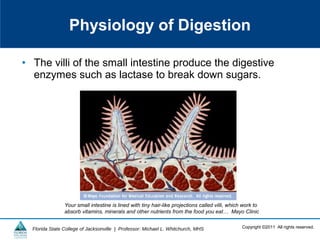 Copyright ©2011 All rights reserved.Florida State College of Jacksonville | Professor: Michael L. Whitchurch, MHS
• The villi of the small intestine produce the digestive
enzymes such as lactase to break down sugars.
Physiology of Digestion
Your small intestine is lined with tiny hair-like projections called villi, which work to
absorb vitamins, minerals and other nutrients from the food you eat… Mayo Clinic
 