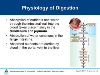 Copyright ©2011 All rights reserved.Florida State College of Jacksonville | Professor: Michael L. Whitchurch, MHS
• Absorption of nutrients and water
through the intestinal wall into the
blood takes place mainly in the
duodenum and jejunum.
• Absorption of water continues in the
large intestine.
• Absorbed nutrients are carried by
blood in the portal vein to the liver.
Physiology of Digestion
 