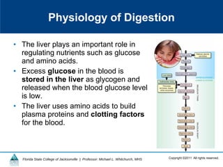Copyright ©2011 All rights reserved.Florida State College of Jacksonville | Professor: Michael L. Whitchurch, MHS
• The liver plays an important role in
regulating nutrients such as glucose
and amino acids.
• Excess glucose in the blood is
stored in the liver as glycogen and
released when the blood glucose level
is low.
• The liver uses amino acids to build
plasma proteins and clotting factors
for the blood.
Physiology of Digestion
 