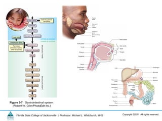Copyright ©2011 All rights reserved.Florida State College of Jacksonville | Professor: Michael L. Whitchurch, MHS
Figure 3-7 Gastrointestinal system.
(Robert W. Ginn/PhotoEdit Inc.)
 