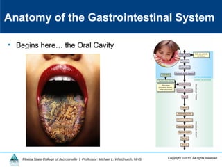 Copyright ©2011 All rights reserved.Florida State College of Jacksonville | Professor: Michael L. Whitchurch, MHS
Anatomy of the Gastrointestinal System
• Begins here… the Oral Cavity
 