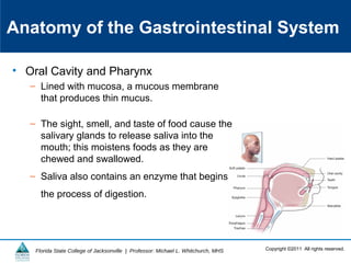 Copyright ©2011 All rights reserved.Florida State College of Jacksonville | Professor: Michael L. Whitchurch, MHS
Anatomy of the Gastrointestinal System
• Oral Cavity and Pharynx
– Lined with mucosa, a mucous membrane
that produces thin mucus.
– The sight, smell, and taste of food cause the
salivary glands to release saliva into the
mouth; this moistens foods as they are
chewed and swallowed.
– Saliva also contains an enzyme that begins
the process of digestion.
 