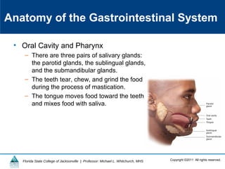 Copyright ©2011 All rights reserved.Florida State College of Jacksonville | Professor: Michael L. Whitchurch, MHS
Anatomy of the Gastrointestinal System
• Oral Cavity and Pharynx
– There are three pairs of salivary glands:
the parotid glands, the sublingual glands,
and the submandibular glands.
– The teeth tear, chew, and grind the food
during the process of mastication.
– The tongue moves food toward the teeth
and mixes food with saliva.
 