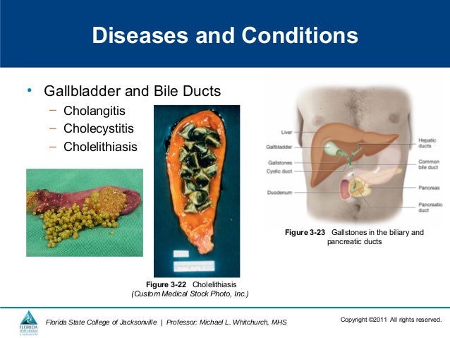 Digestive System Terminology